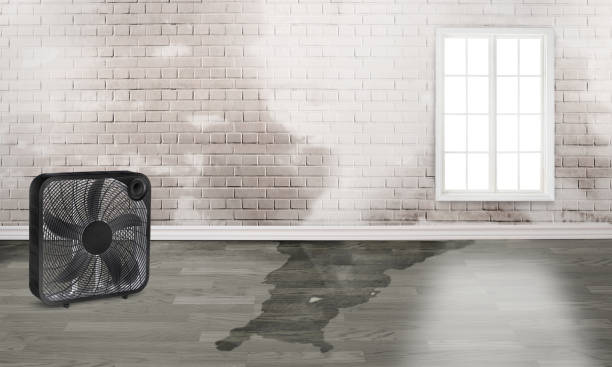 Best Water damage restoration services  in Longbranch, WA